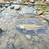 諦めかけていた本流岩魚