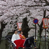 2017年今年を振り返る（総集編）【金沢桜百景】