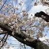 当地の桜が開花しました
