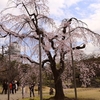 小石川後楽園・「馬場桜」・・