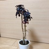 黒法師を挿し木で増やす〜多肉植物の増やし方〜