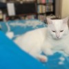 待たせすぎなのにゃ！