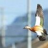 迷鳥？アカツクシガモ、飛来「数年に１度」　掛川の田園地帯