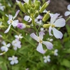 野菜たちの花