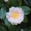 山茶花がタァ～クサン