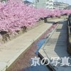 【京都 桜】春の訪れを感じる！淀水路の正月桜で癒しのひとときを #春 #癒し #淀水路