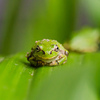 新種だったアマガエル