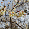 【京都・北乃白梅町】北野天満宮 梅苑と上七軒糸仙 February 2019　3.11