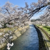 富山市・常西合口用水の桜並木