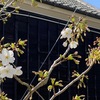 桜咲く