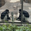 【激混み】上野動物園に行く