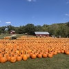 復活！旅するヨーキー in シカゴ郊外　2年ぶりのパンプキンパッチ
