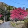 桜満開のキャンプが最高だった！