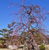 青空に誘われて又々・・・・・藤山健康文化公園・妙見山古墳