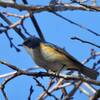 1月の菅生沼探鳥会でツバメ！？