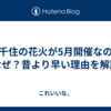 北千住の花火が5月開催なのはなぜ？昔より早い理由を解説