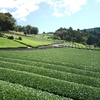 濃い緑色が美しい…　9月下旬の茶畑