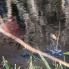iPhone8でカワセミのダイブの撮影に成功〈230105〉Successfully shot a kingfisher's dive with iPhone8.