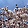 ちょうど一年前の今日、玄関で倒れて
