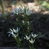 センブリの花を見に、高尾山へ