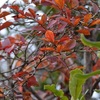 ブルーベリーの美しい紅葉と二子玉川のハーブ教室のお知らせ