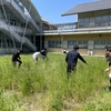 5月24日　学内畑　菜種収穫・畑おこし