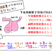 下 垂体 前葉 ホルモン 覚え 方