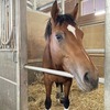 3ヶ月の休み明けと七夕競馬で新味が出るか？ダイヤモンドナイツ6戦目に挑む。他にプリドラ地方交流戦に選出など。