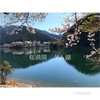 桜満開　ダム湖　2022.4.5