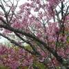 2018年4月14日(土)　ありなしの道から野間の大クヤキ、妙見山へ。桜はまだあるのか！