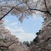 ソメイヨシノ満開の弘前公園にハートの桜♪隠れスポットや西濠も桜色