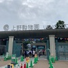 シャンシャン  上野動物園