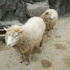 ＧＷは安佐動物公園へ