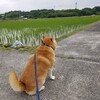 ちくわ、換毛期始まりました。