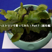 ハエトリソウ買ってみた Part 8 新芽が出た編 8090rock