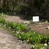 岡山県立森林公園の花たち＆野菜の苗