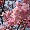 河津桜が咲いてきてました