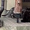 地域猫活動を始めるまで　その1
