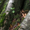 ブナの根元に　ブナの実生が…