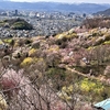 花見山は満開です！！