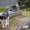 懐かしく珍しい猫写真