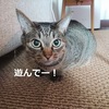 猫と一緒に遊ぶときにかけたい音楽【テンションMAX】