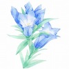 イラスト　リンドウの花