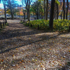 落ち葉真っ盛りの白川公園です。
