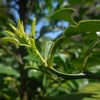 またユズの新芽　日々草取り