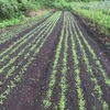 今週の野菜