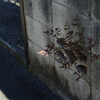 Roadside #36