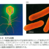 生物？分子ロボット？ ウィルスはこうして増殖する