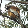 Rufous Treepie チャイロオナガ (インドの鳥その15)