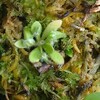 セファロタス '東邦植物園'